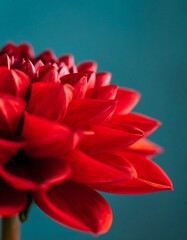 Fototapeta premium Close-up vibrant red dahlia (2)
