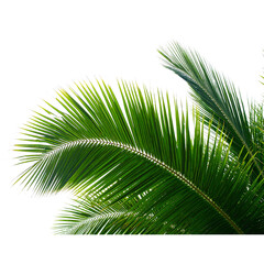 Obraz premium Palm Tree Close up Isolated