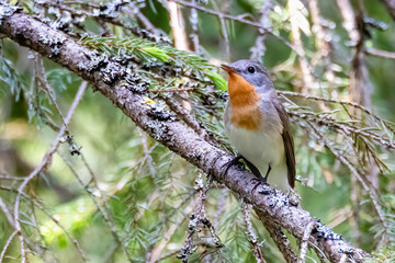 Red-breasted Flycatcher