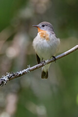 Red-breasted Flycatcher