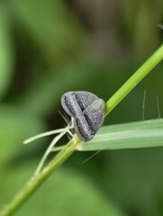 Tiny Striped Insect Perched on Green Plant Stem.