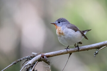 Red-breasted Flycatcher