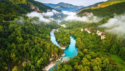 Flowing River Digits with Moss-Covered Stones jungle