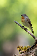 Red-breasted Flycatcher