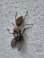 Close-up of a Jumping Spider Catching Prey on a Textured Wall.