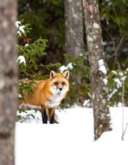 Fototapeta premium Red fox in snowy forest (1)