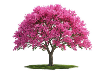 Fototapeta premium Pink flowering tree with green grass isolated on transparent background