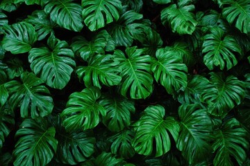 Lush green monstera leaves densely packed (3)