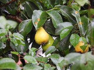 Roosevelt willow with green leaves in nature