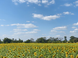 Fototapeta premium Expansive Sunflower Field Under a Bright Blue Sky