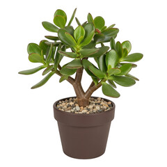 Jade plant in pot with pebbles isolated on transparent background