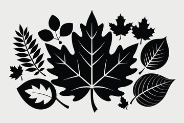 Leaf Assortment Minimalist Silhouette Composition on White Background