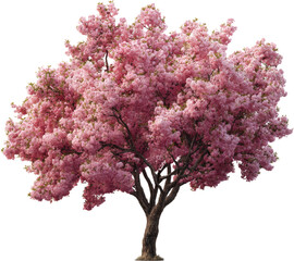 pink cherry tree