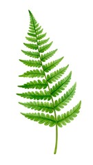 Detailed illustration of a fern leaf