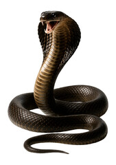 Fototapeta premium Isolated cobra snake coiled and ready to strike.