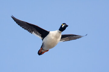 Common Goldeneye