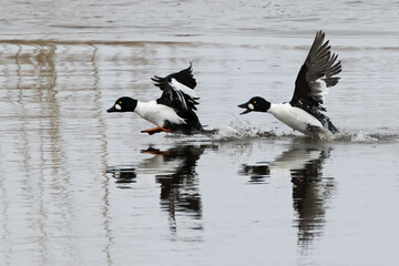 Common Goldeneye