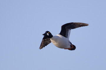 Common Goldeneye