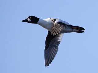 Common Goldeneye
