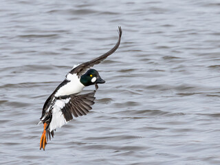 Common Goldeneye