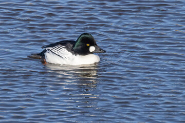 Common Goldeneye