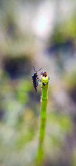 Close up beautiful nature macro photo on a blurry background

