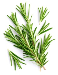 Fototapeta premium Fresh rosemary sprigs
