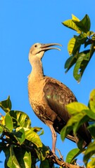Obraz premium Bird perched in a tree against a clear sky