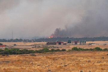 Flames and Smoke from a Wildfire Visible Behind a Farm with Grazing Sheep.
