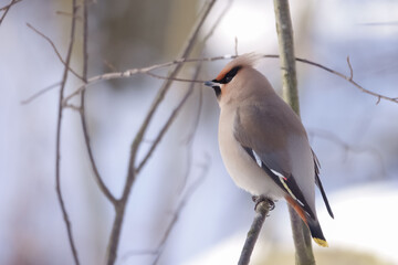 Bohemian waxwing