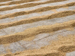 Golden Rice Grains Drying in Sunlight on Textured Surface.