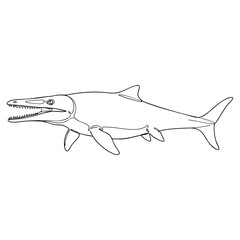 Obraz premium Vector line art of Mosasaurus marine reptile with open jaws and detailed fins, perfect for educational and artistic paleontology concepts