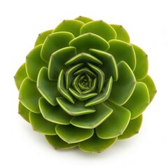 Obraz premium Beautiful green succulent rosette plant isolated on a white background, top view