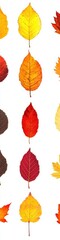 Fototapeta premium Collection of vibrant autumn leaves, isolated on white background. Autumn season concept.