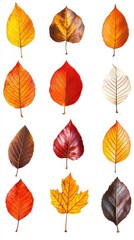 Obraz premium Collection of vibrant autumn leaves, isolated on white background. Autumn season concept.