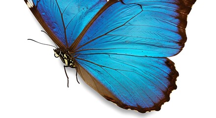 Close-up of a Morpho butterfly wing displaying vibrant blue hues and intricate vein patterns against a white background.