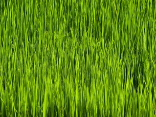 Lush Green Grass Field Close-Up Texture.