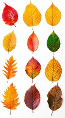 Obraz premium Collection of vibrant autumn leaves, isolated on white background. Autumn season concept.