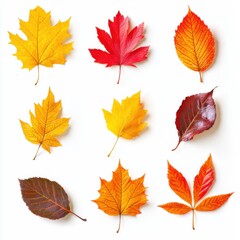 Fototapeta premium Collection of vibrant autumn leaves, isolated on white background. Autumn season concept.