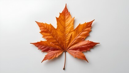 Fototapeta premium A single, vibrant maple leaf displays warm autumn colors on a stark white background, centered.