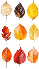 Obraz premium Collection of vibrant autumn leaves, isolated on white background. Autumn season concept.