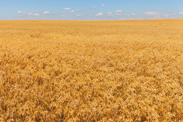 Endless yellow field of ripe oats on a sunny day. Agricultural background, blank, place for text. Beautiful rural landscape. Growing cereals concept. Close-up, copy space, mock up