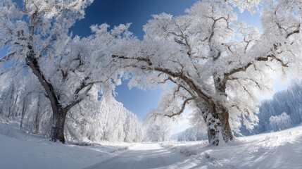 Majestic snow covered trees bathed in sunlight on a clear winter day