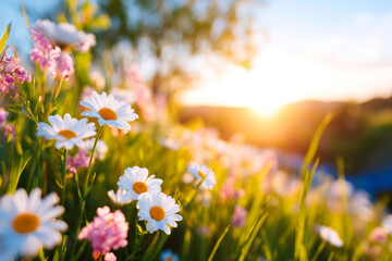 Fototapeta premium Golden hour sunlight over white blossoms in green field dreamy pastoral scene