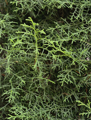 Close-up of Green Evergreen Foliage Branches.