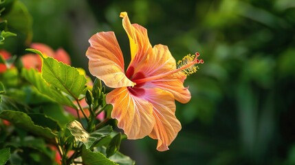 Vibrant Chinese Hibiscus flowers in bold red, pink, and orange, with large, ruffled petals and prominent yellow stamens, blooming on green shrubs in a sunny garden or potted on a patio