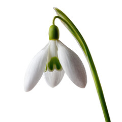 Obraz premium Close-up of a single, delicate white snowdrop flower, with a slender green stem, isolated against a black background