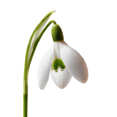 Obraz premium Close-up of a delicate snowdrop flower