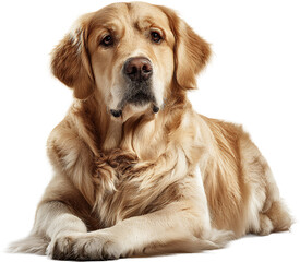 golden retriever puppy