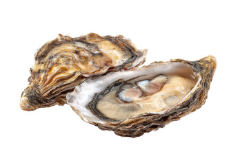 Two opened oysters, showcasing the interior